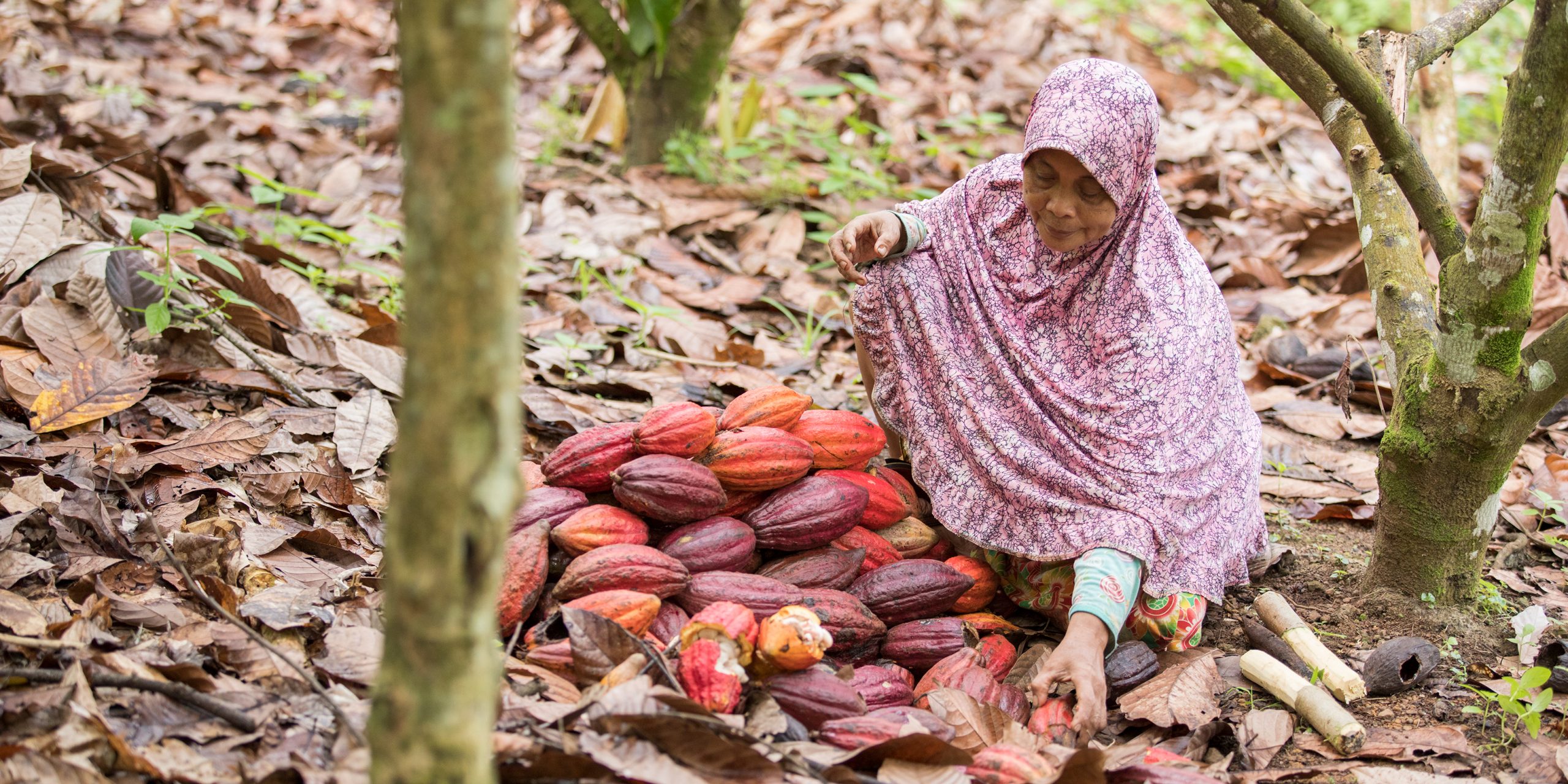 photo-051719-indonesia-woman-gathers-cocoa-plants
