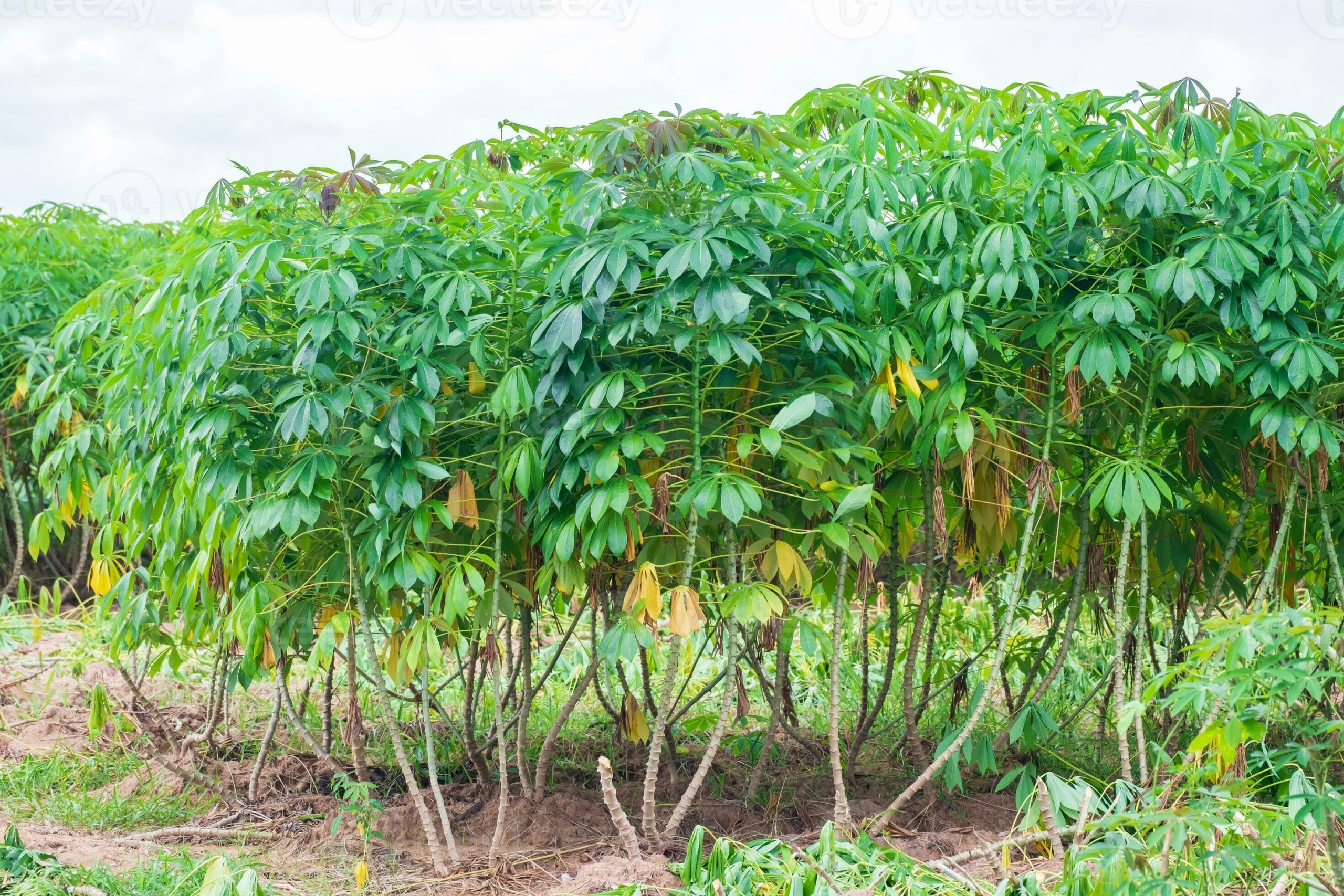 cassava_in_cassava_fields_in_the_rainy_season_has_greenery_and_freshness