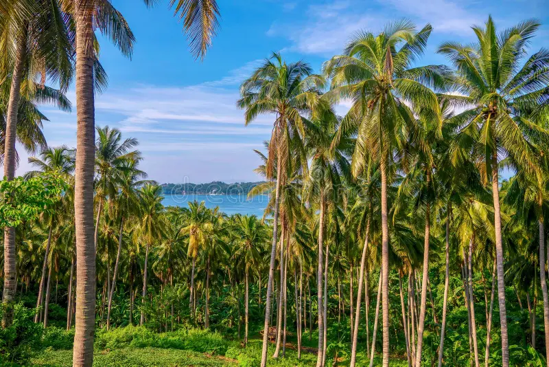 coconut-plantation-dozens-palm-trees-beautiful-tropical-island-mindoro-philippines-where-copra-production-166921606
