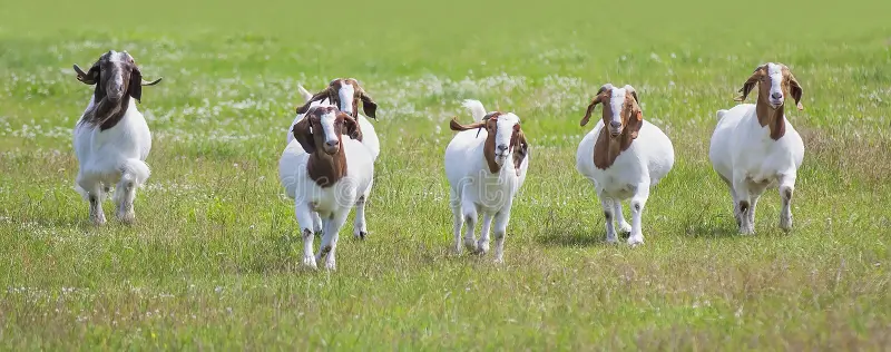 some-boer-goats-horns-walking-farm-field-canada-boer-goats-horns-walking-farm-field-canada-256686870