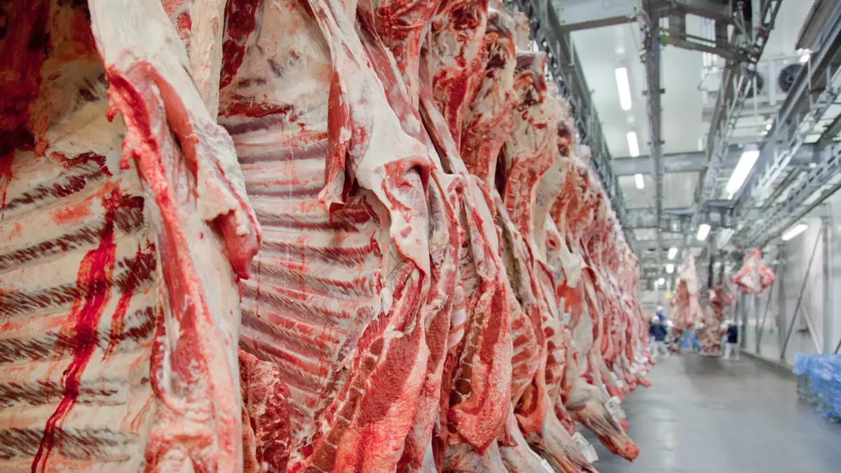 Carne-bovina-e-processada-em-frigorifico-brasileiro-e1630773282141
