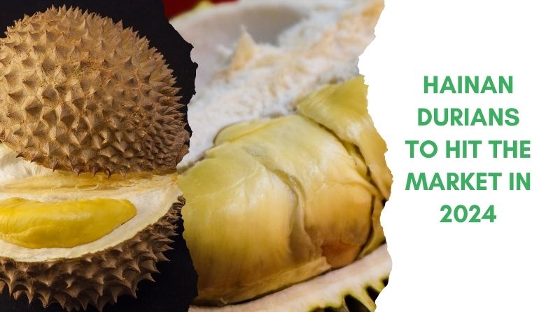 Hainan-Durians-To-Hit-Market-in-2024