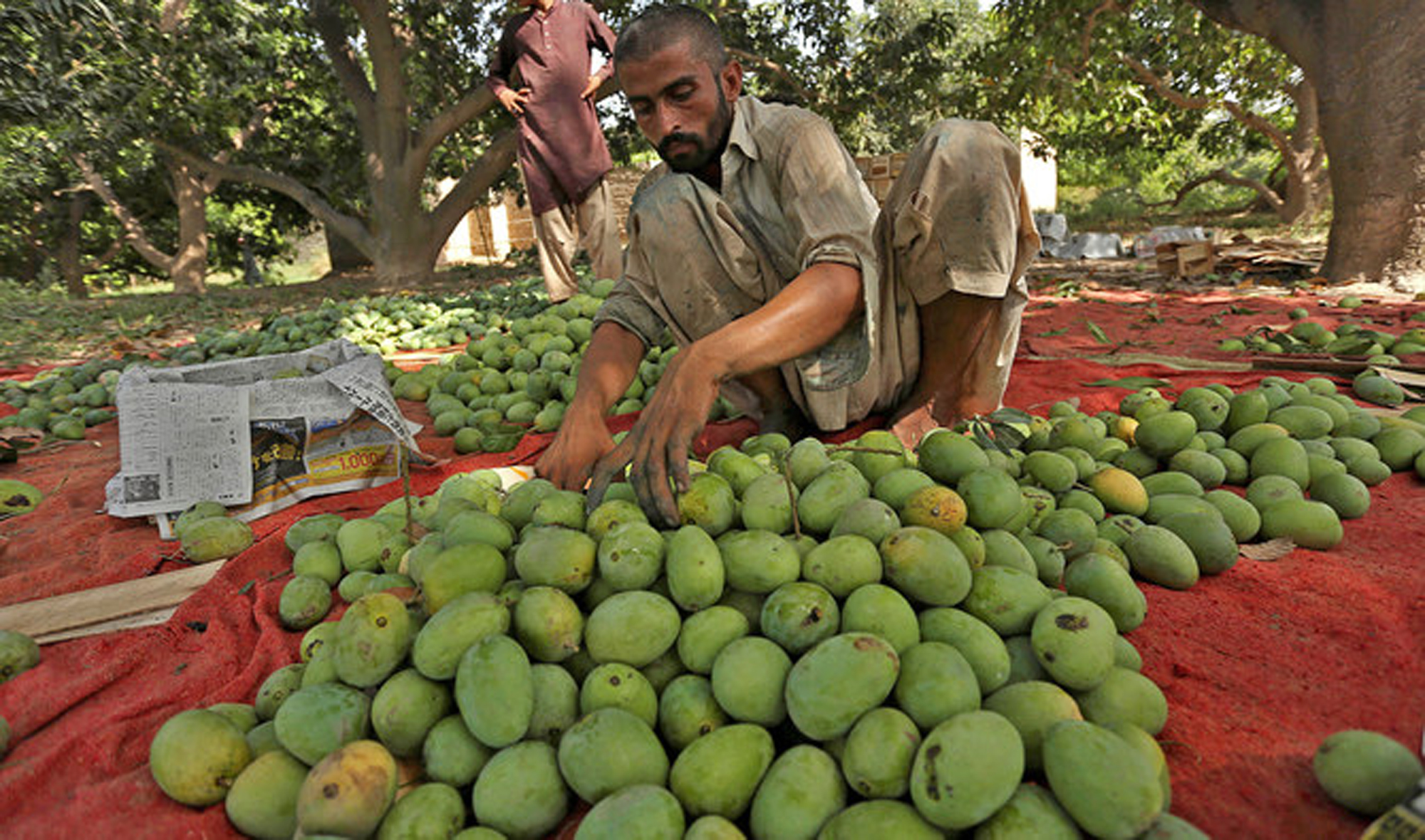 MANGO-2