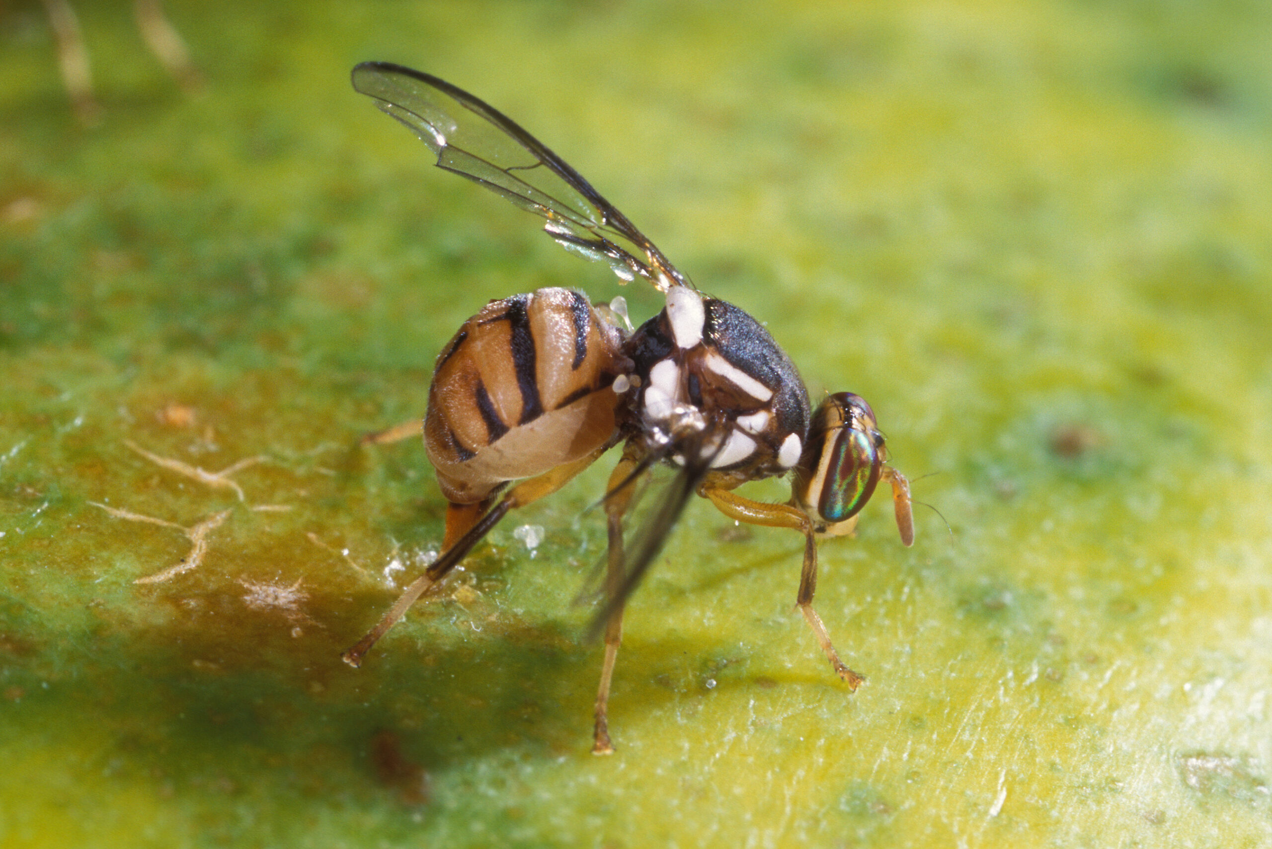Oriental-fruit-fly-1-scaled
