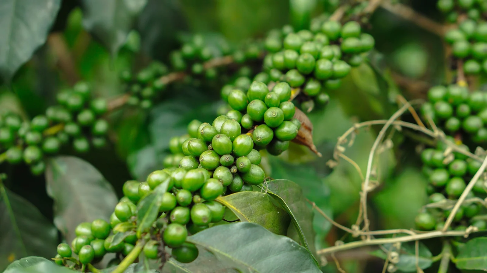 Pepper-scaled
