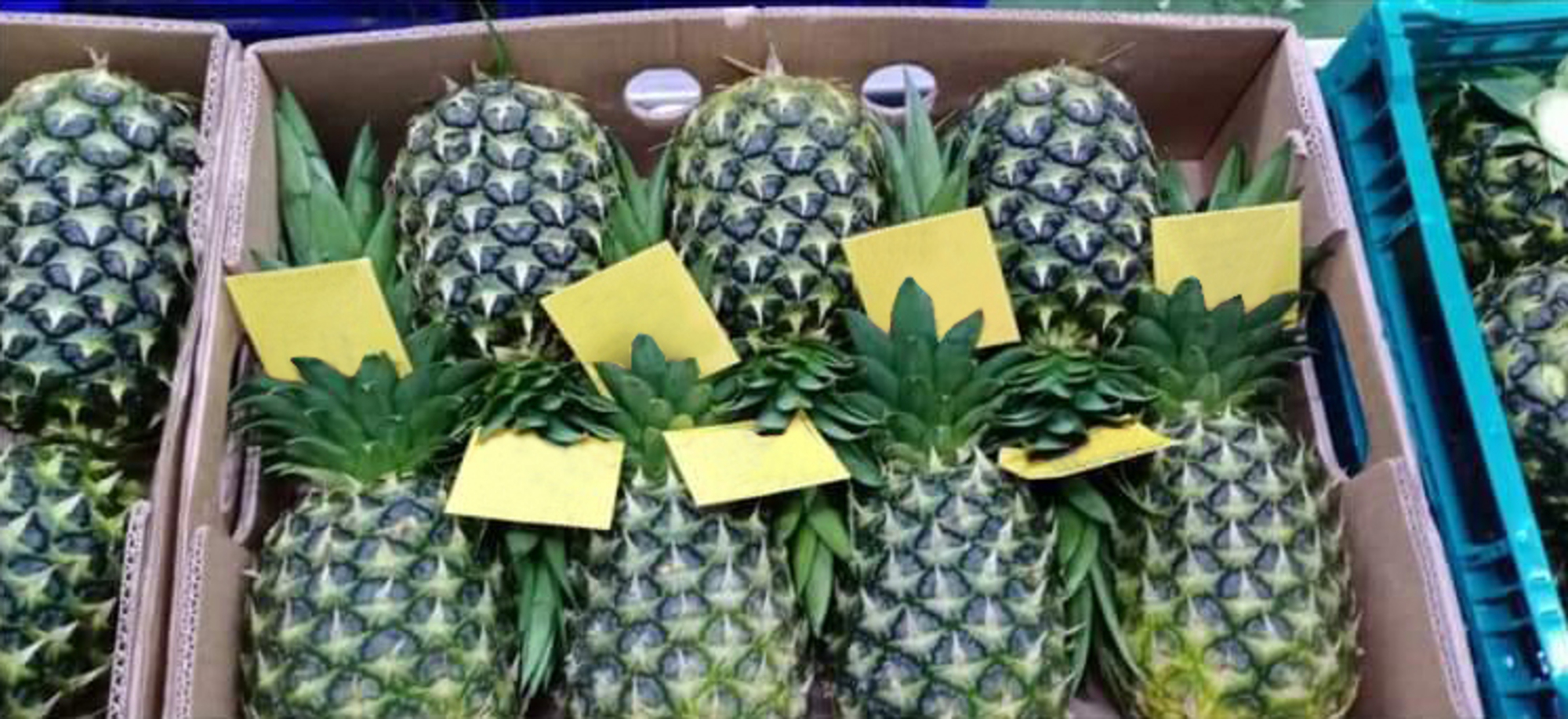 Philippines-Fresh-MD2-Pineapple-941776