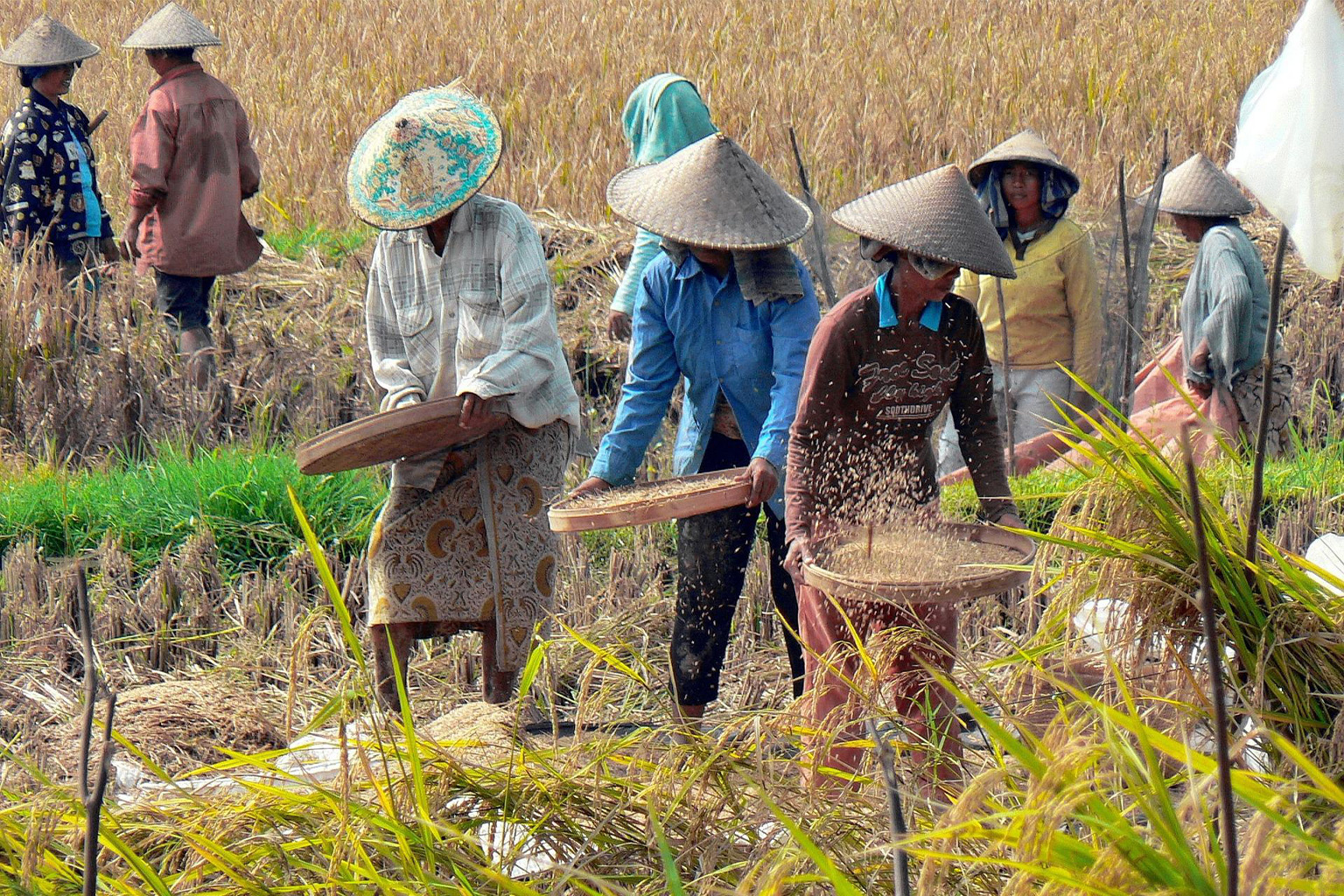 farmers-in-indonesia
