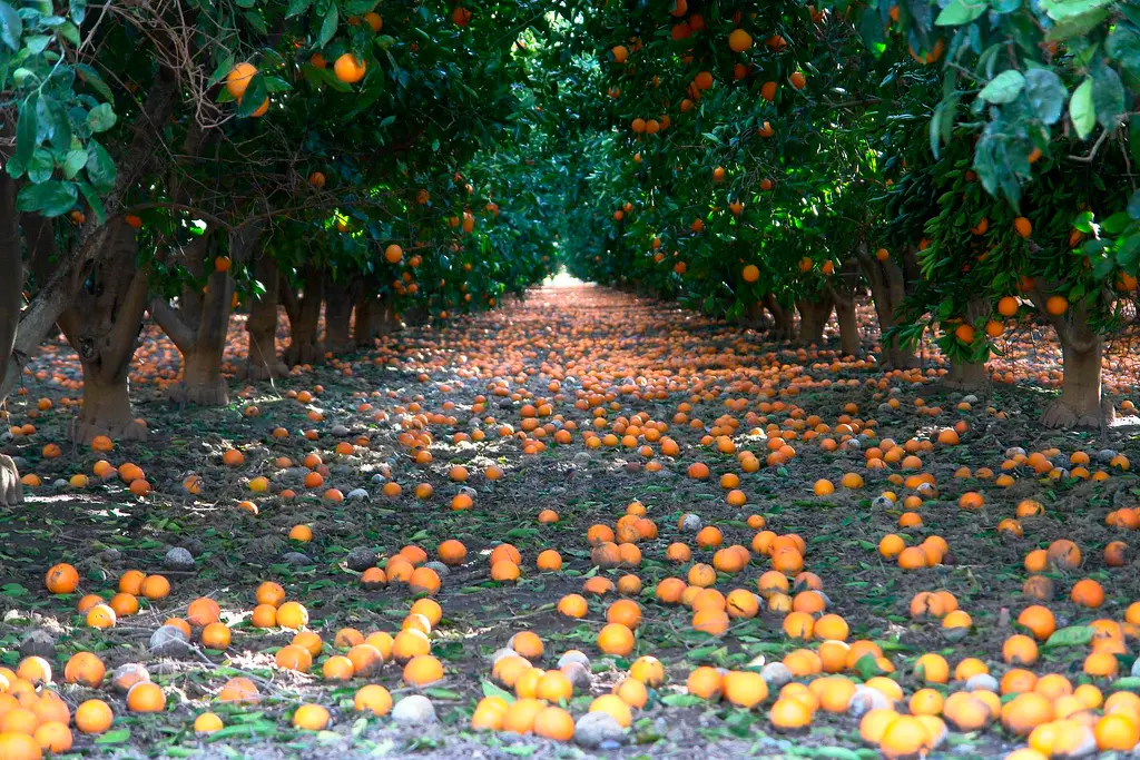 image_2025-10-08_09-06-10