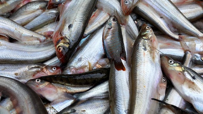 pabda-fish