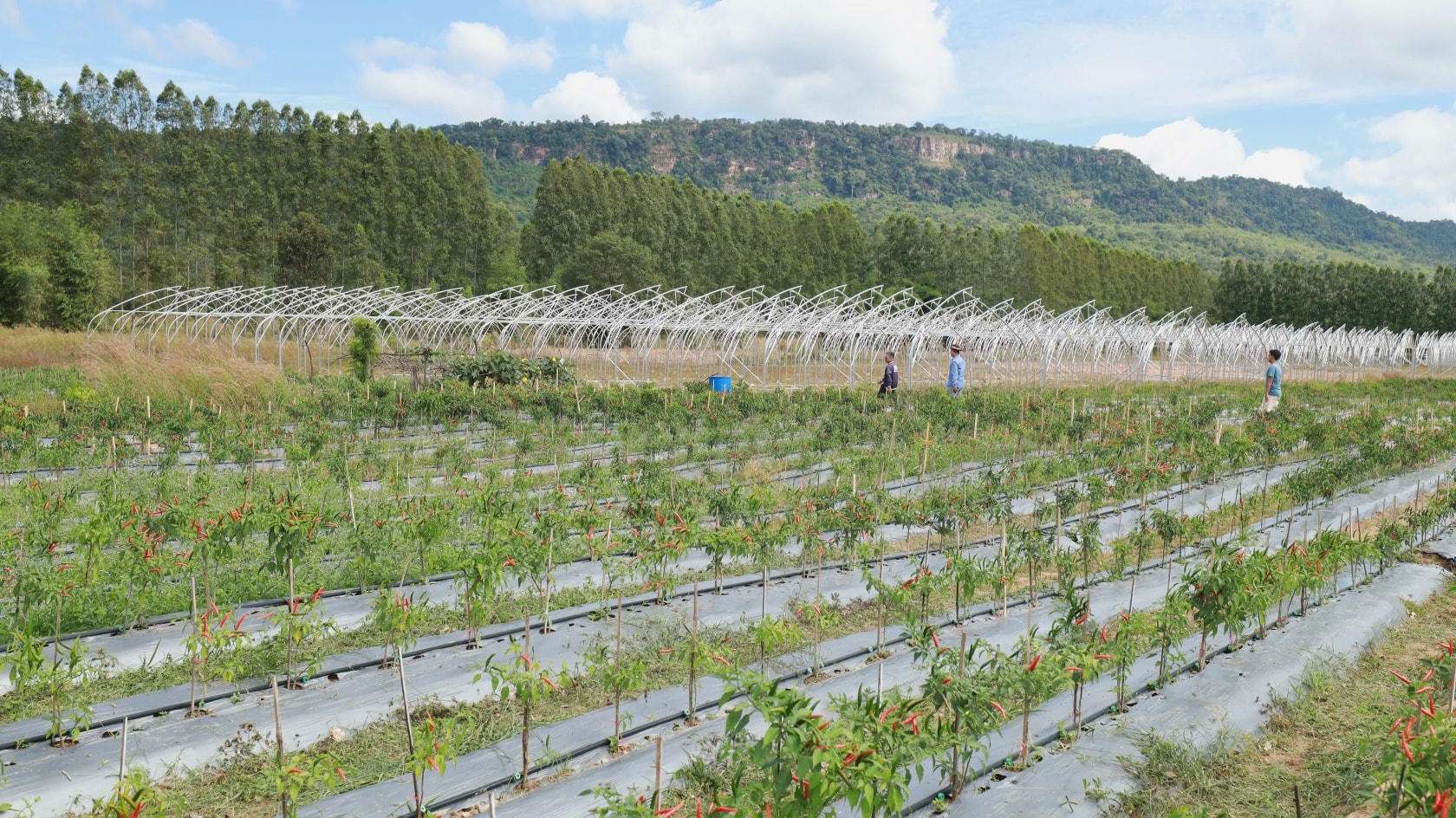 594082368_1302677808569171_7986674638592789937_n