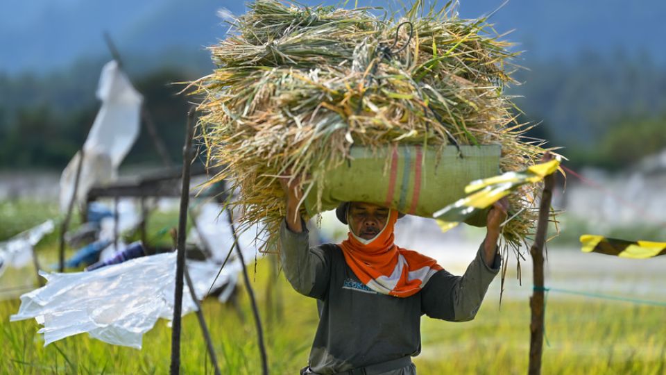 AFP__20250123__36VJ26N__v1__HighRes__IndonesiaAgricultureRice1-7jc2yn5c6qqwehf3ks2n81v8nab4fx3sagnhz2e0y80