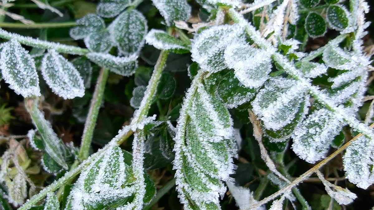 Benguet-frost-30December2025