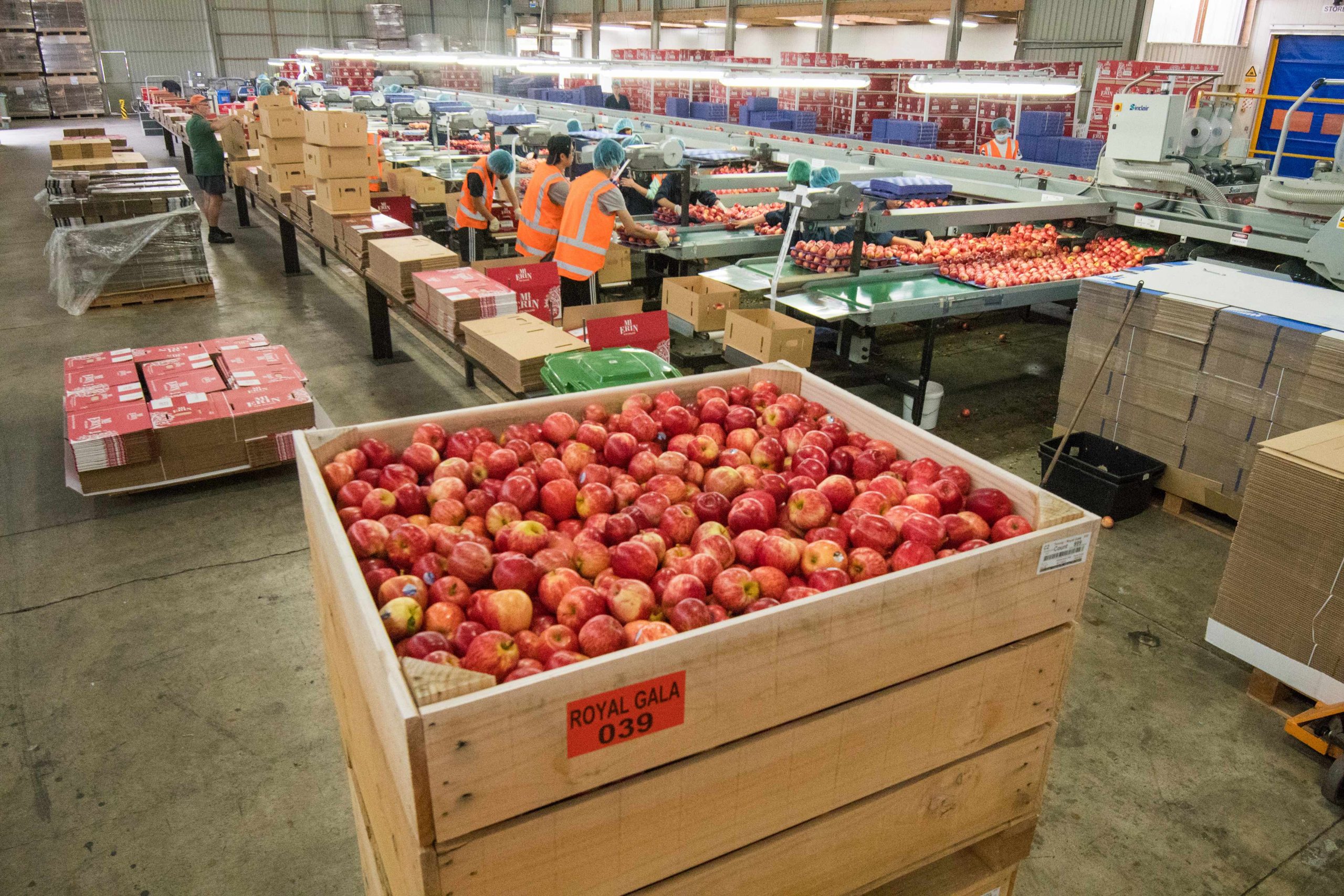 Fruit-wholesale-Mt-Erin-New-Zealand-Apples-Packing-facility