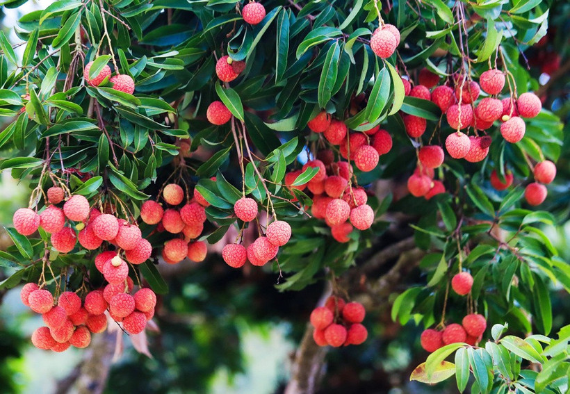 image_2025-12-09_10-14-41