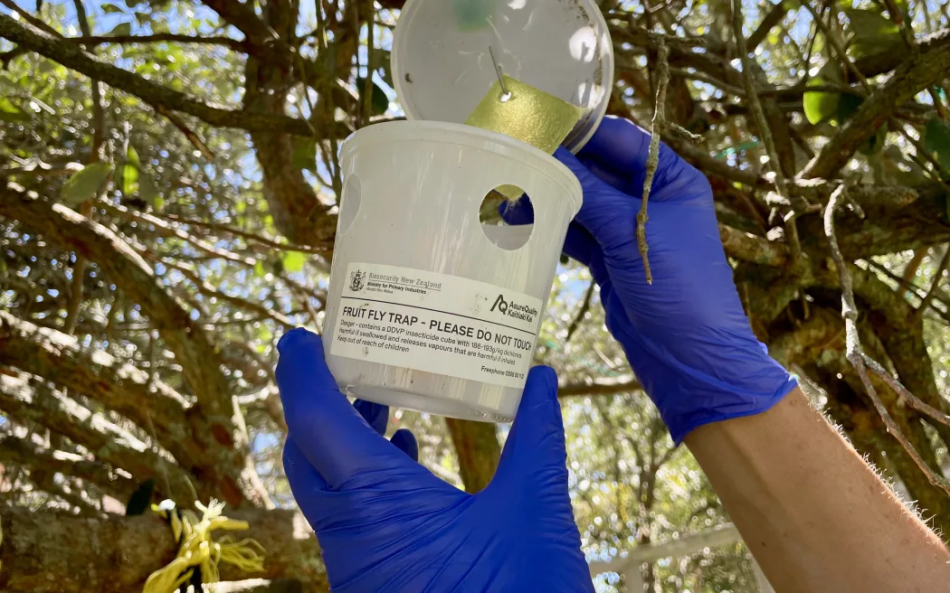 4KE3P6S_OFF_image_2_fruit_fly_trap_jpg