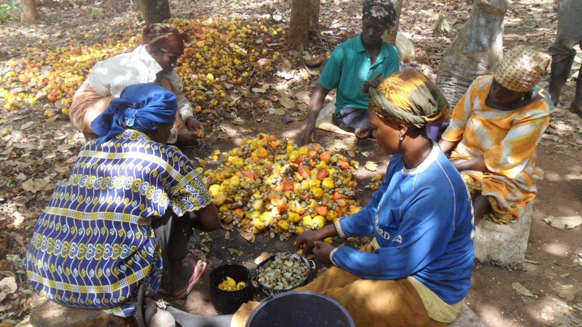 Cashew-farmers
