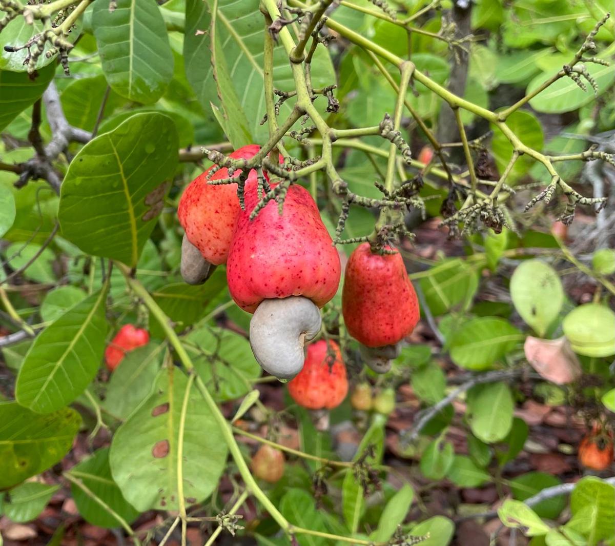 WhatsApp Image 2024-05-18 at 8.18.07 PM 1