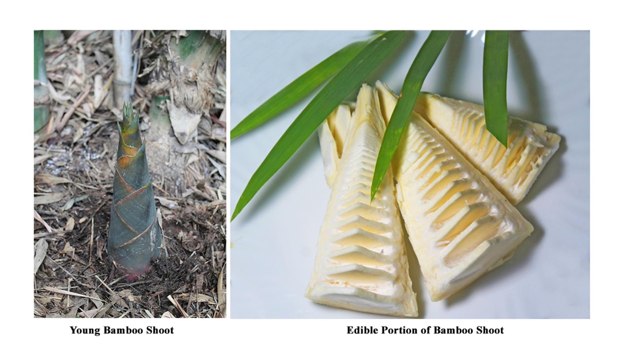 bamboo-shoots