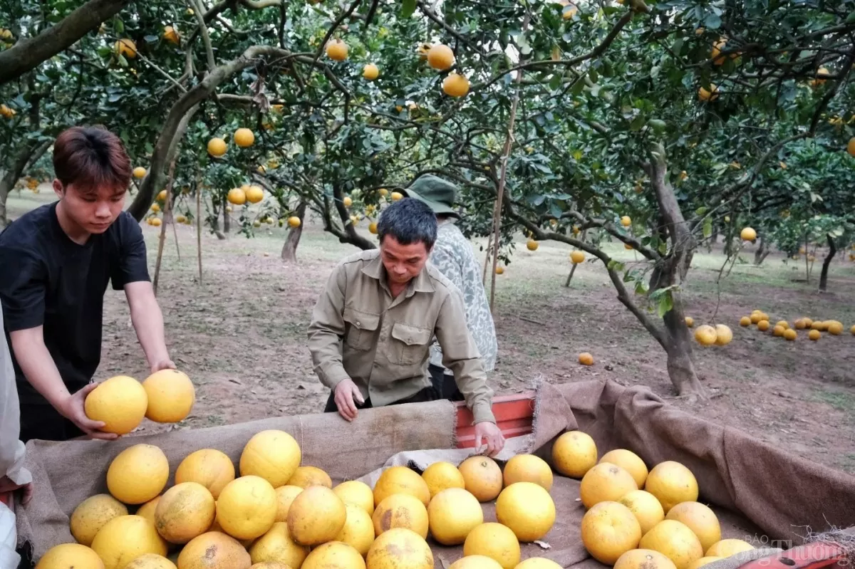 image_2026-01-26_13-25-23