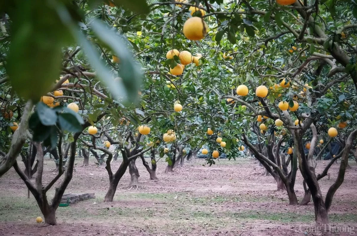 image_2026-01-26_13-25-33