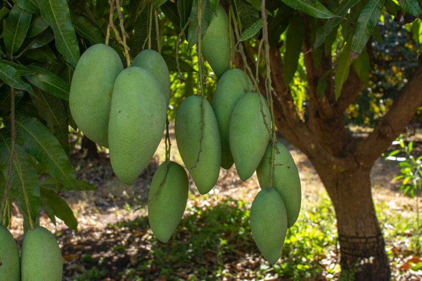 maaptrade-vietnam-mango-2