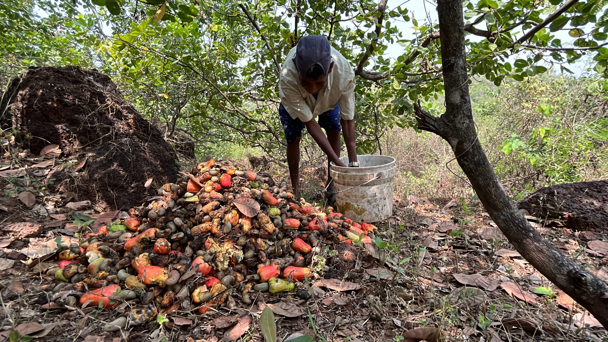 worker-collectiong-cashew-nut-in-ratnagiri-scaled