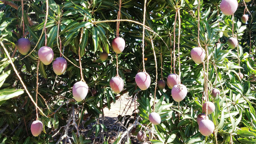 image_2026-02-02_10-00-00