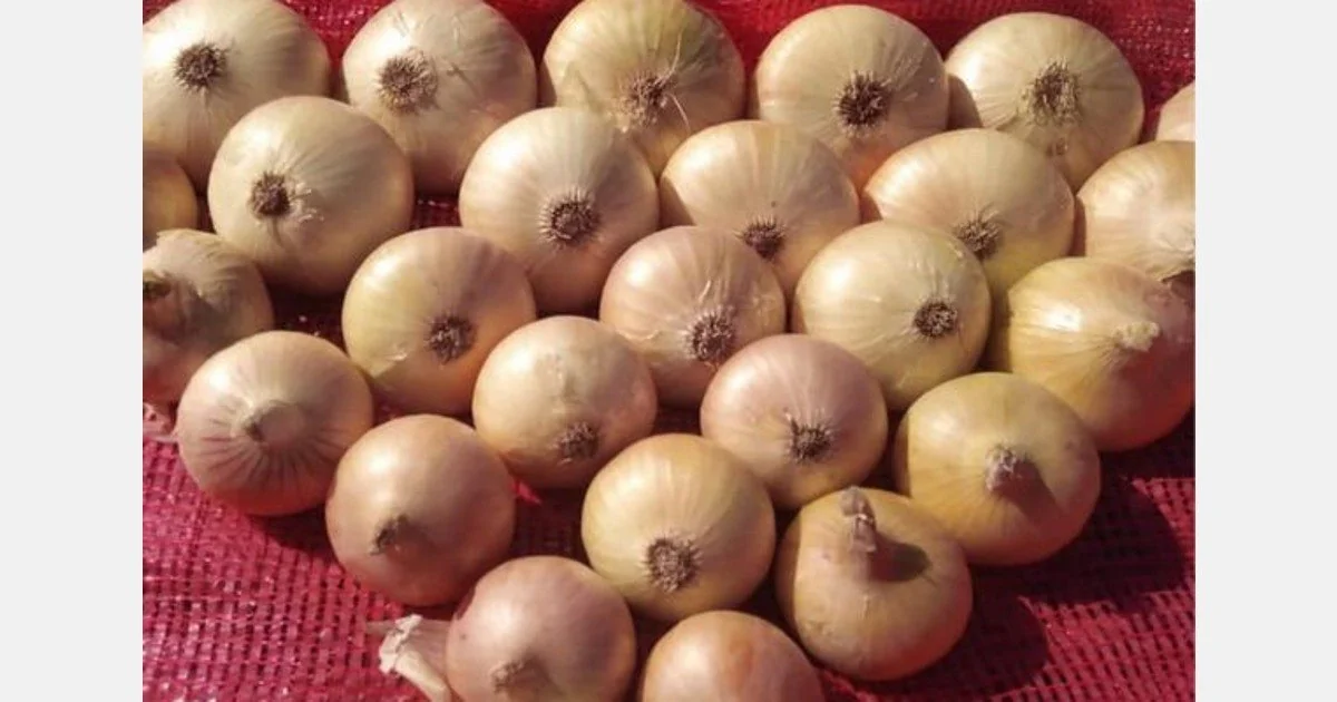 image_2026-02-10_12-49-13