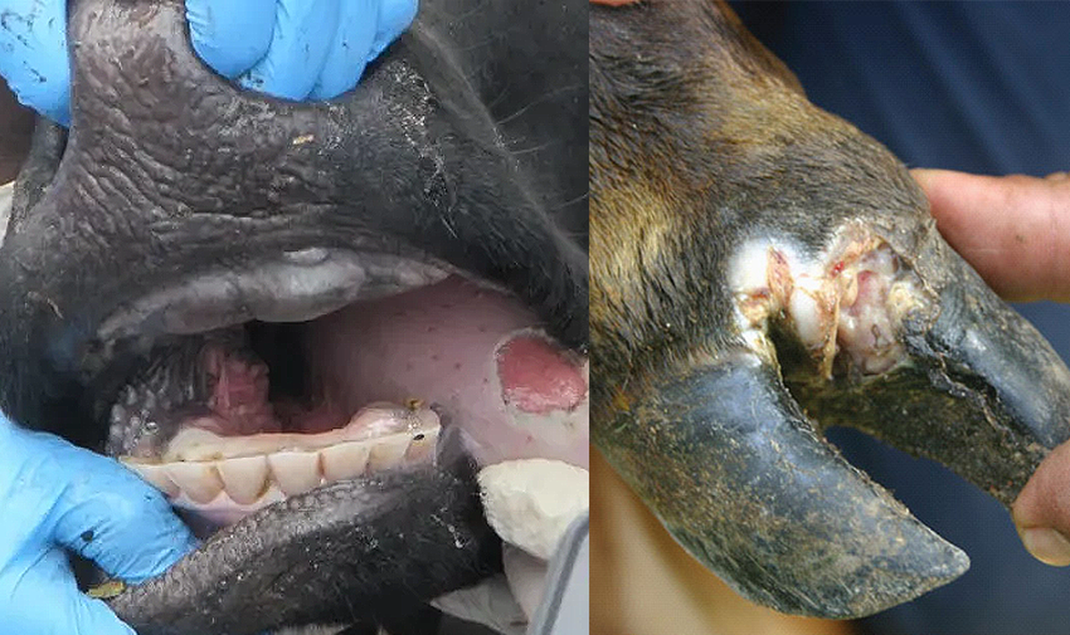 image_2026-02-12_12-58-39