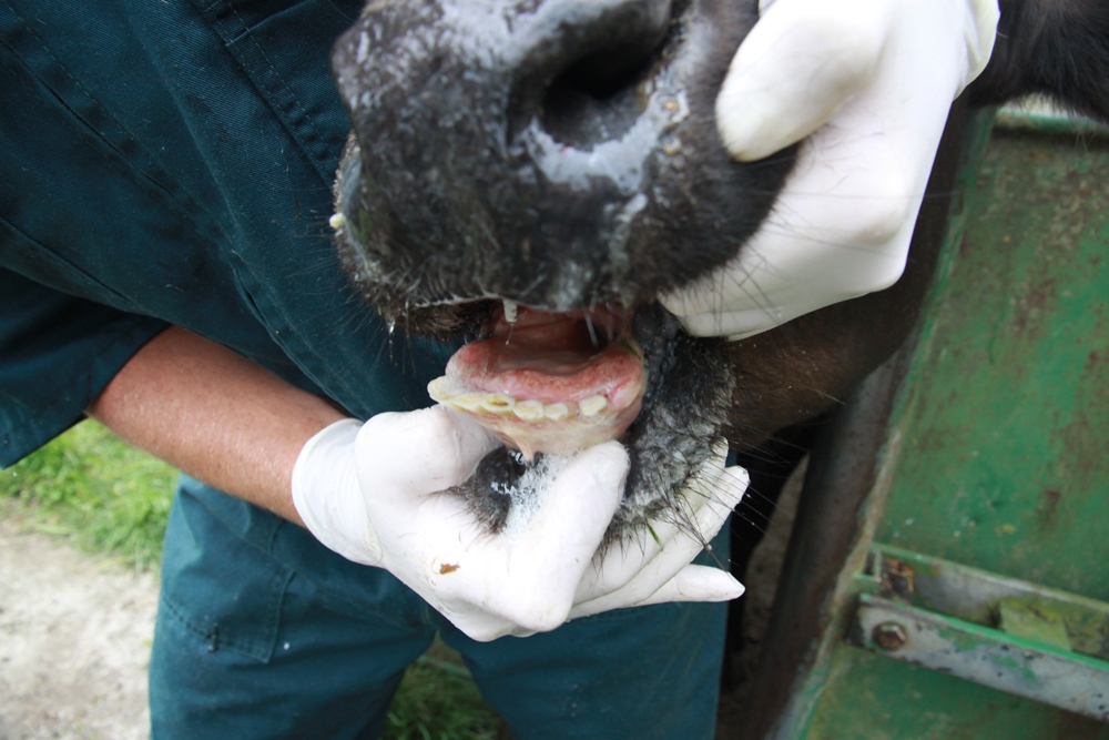 image_2026-02-12_12-59-35