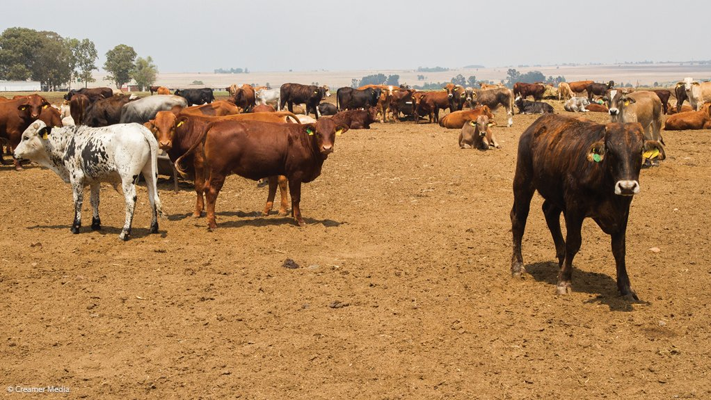 image_2026-02-12_13-04-19