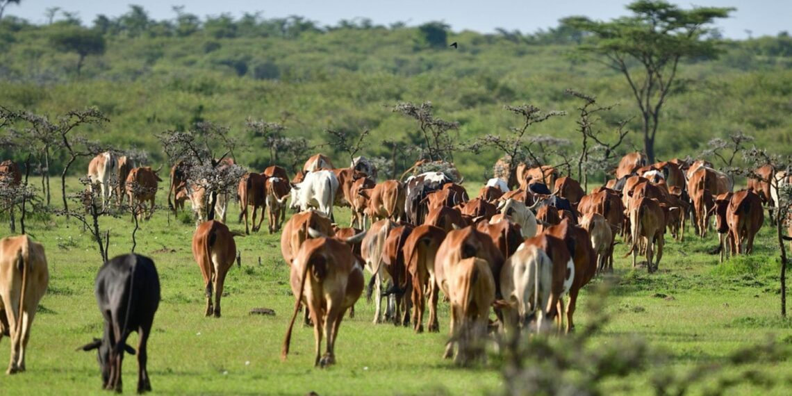 image_2026-02-12_13-06-07