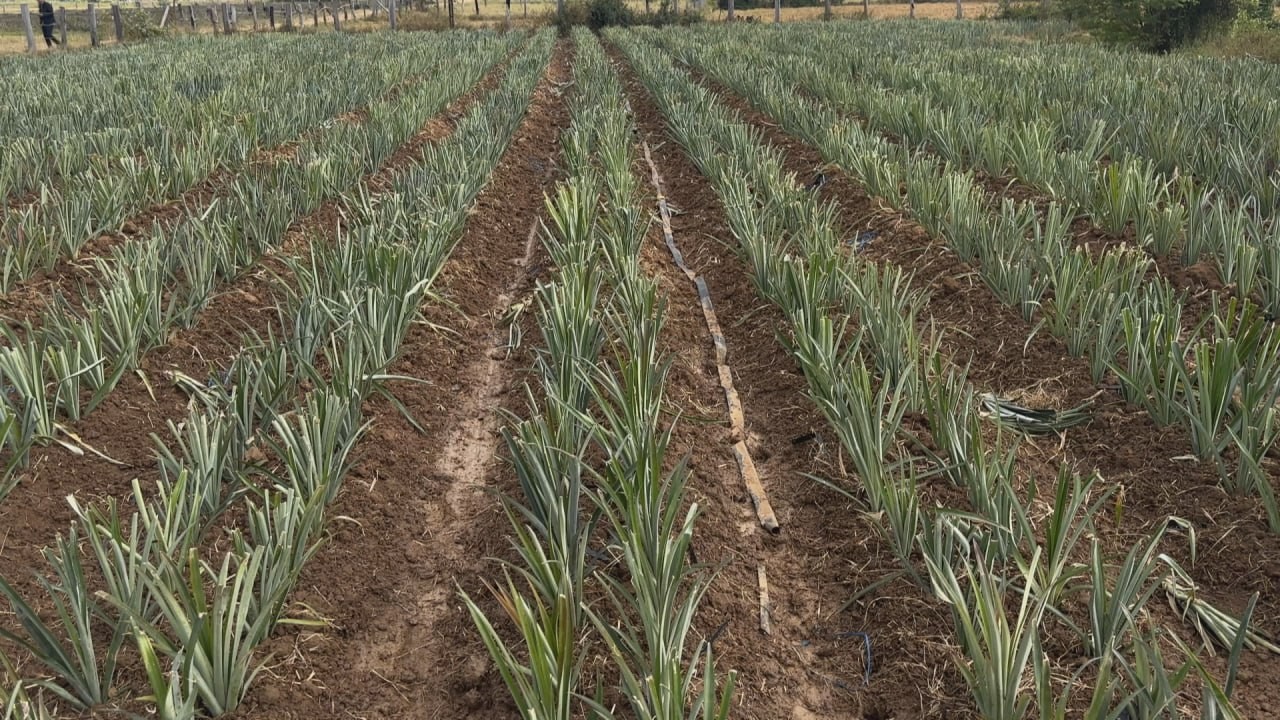 2da71c2cbf15f2bf06e61c34f0106997