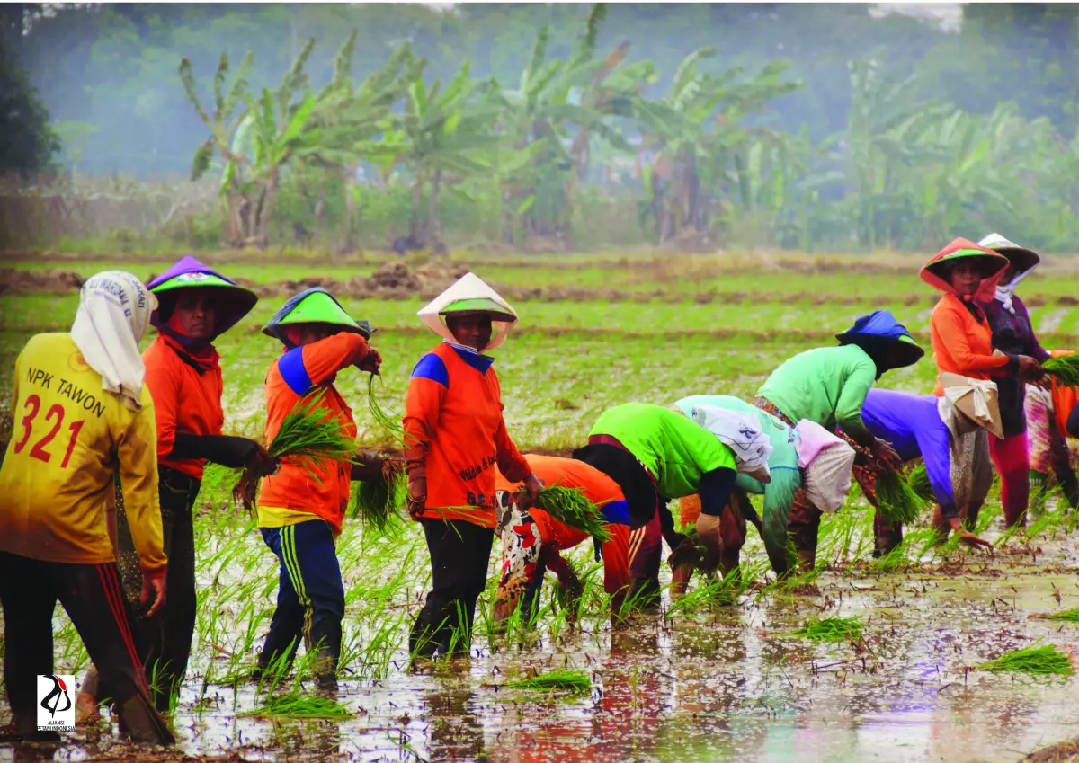 Indonesia_Indramayu-Farmers