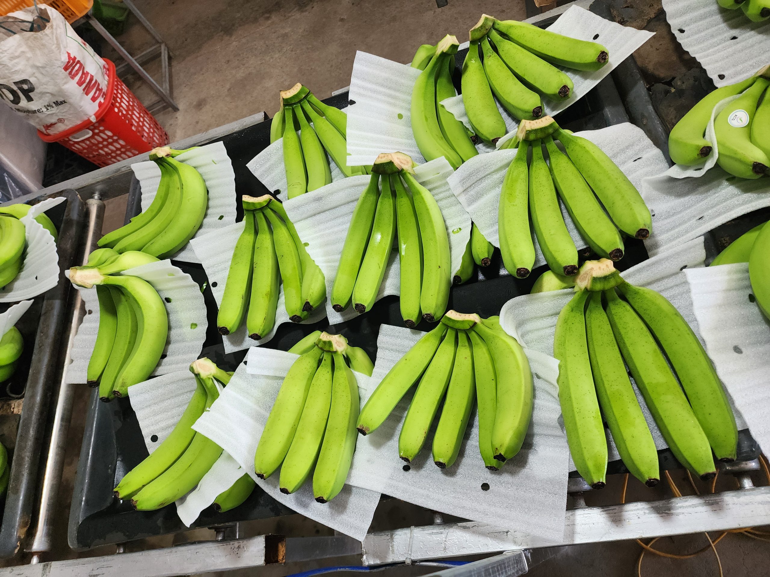Vietnam-Fresh-Banana-955747