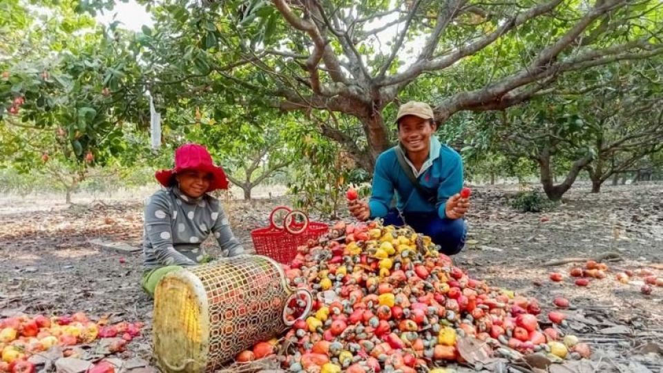 farmers_harvest_a_yield_of_cashew_nuts_in_mondulkiri_provinces_keo_seima_district._usaid_morodok_baitang-7azfbhqg8ad3p1oeedcjm1uiod0dehxpuzvlo5l8hfk