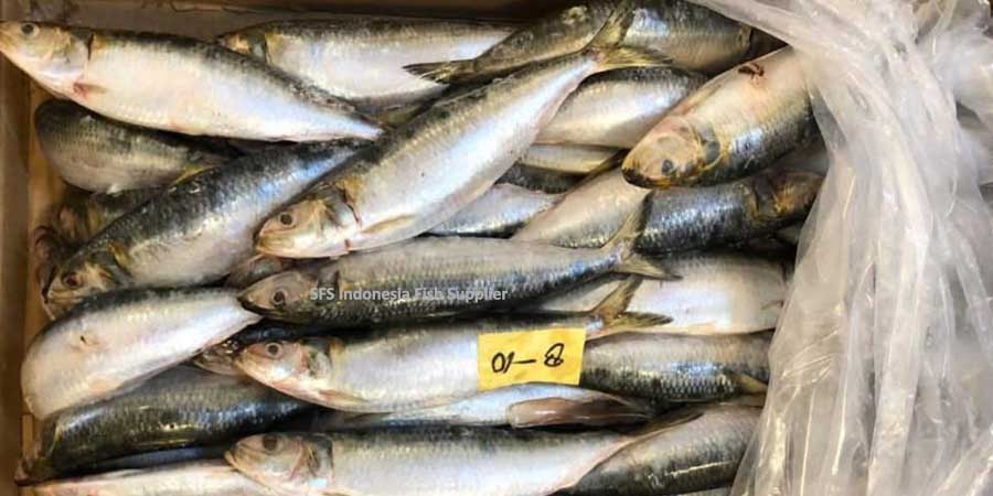 frozen-iqf-sardines-bulk-supplier-indonesia-export