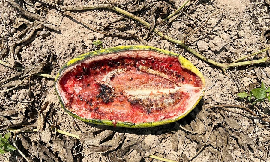 image_2026-03-02_09-28-28