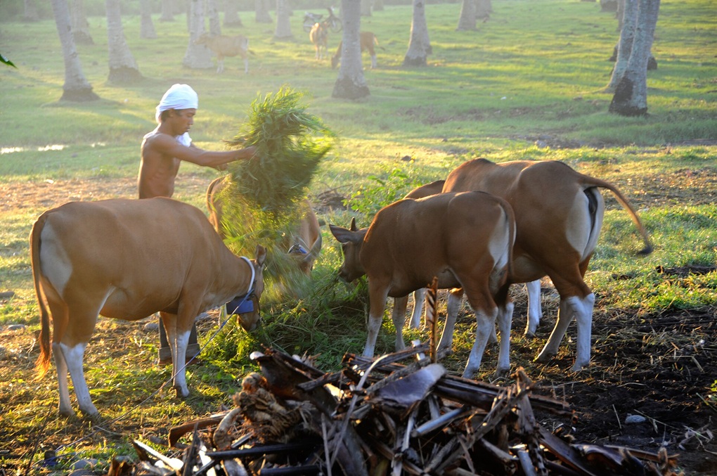 indonesia-cattle-beef-bali-8925968