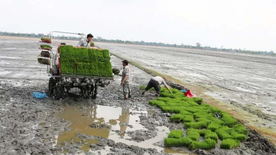 0936-19_37_0460_htx-khiet-tam-thuc-hien-100-co-gioi-hoa-khau-gieo-cay-anh-hd-171517