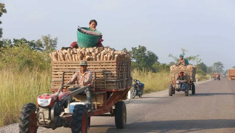 cassava_traders_hope_the_law_will_transform_the_kingdom_into_a_sustainable_producer_processor_and_supplier_of_cassava_for_the_regional_and_global_market._heng_chivoan-optimized