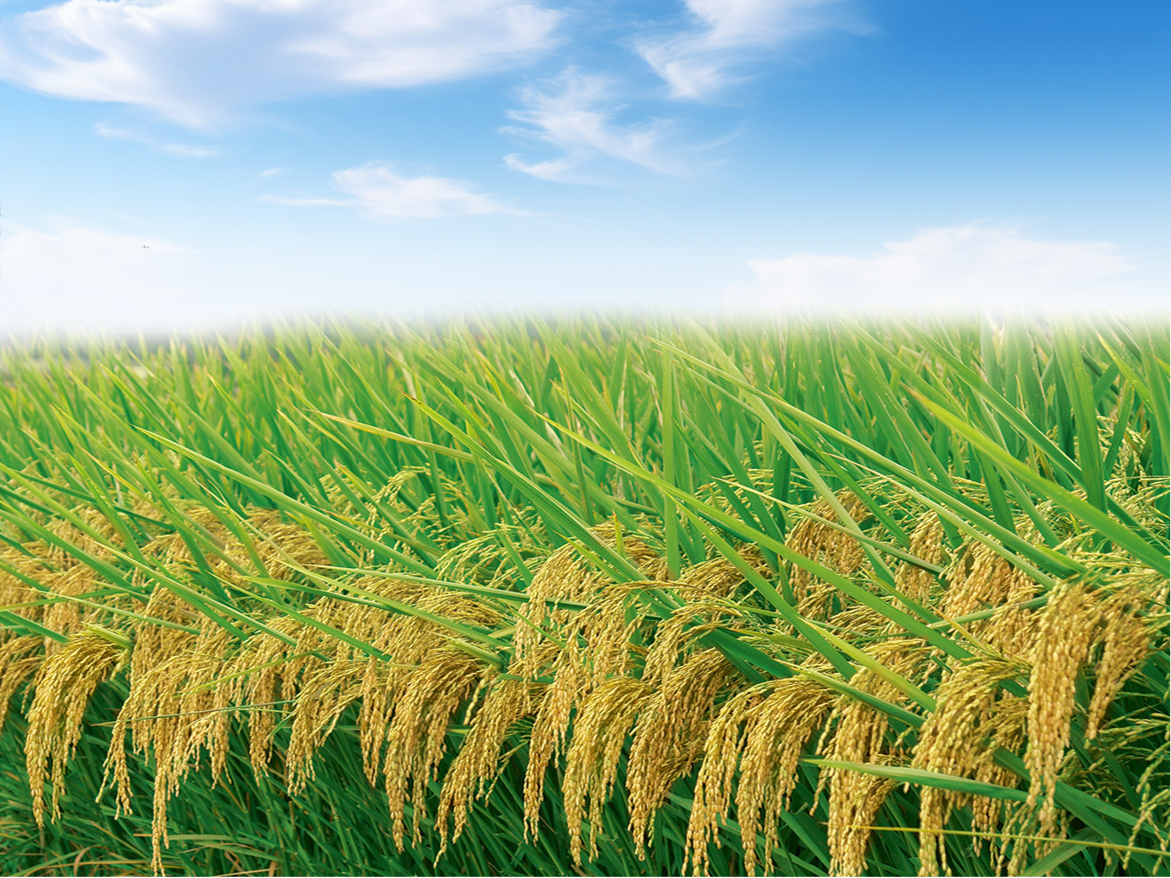 image_2026-04-01_09-15-01