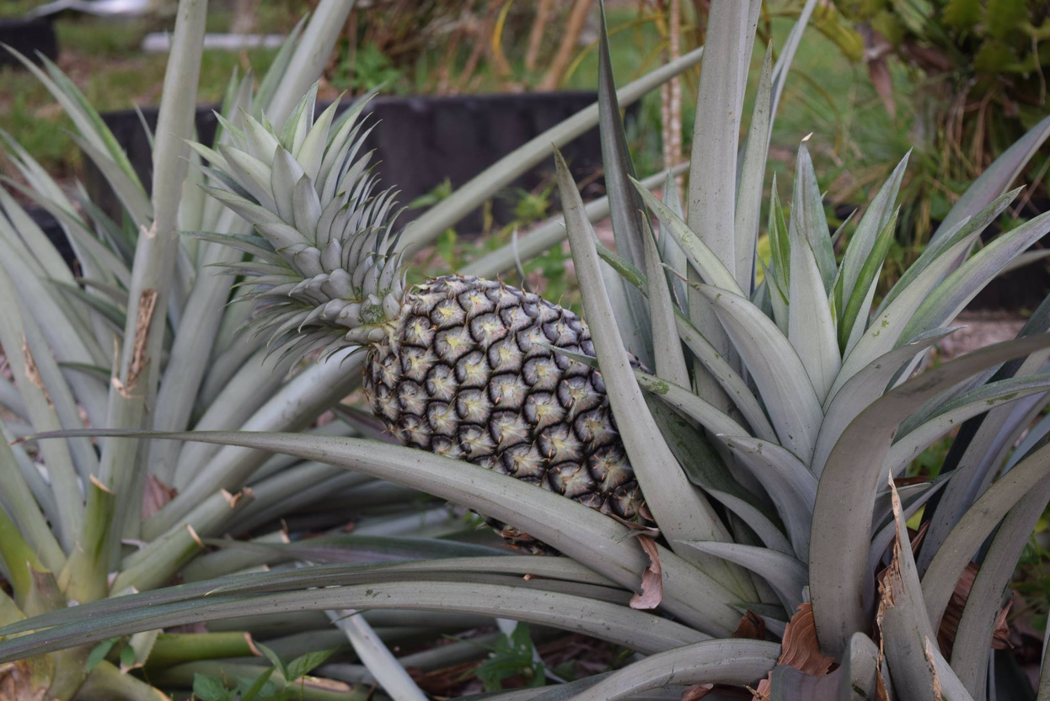 image_2026-04-01_11-05-31