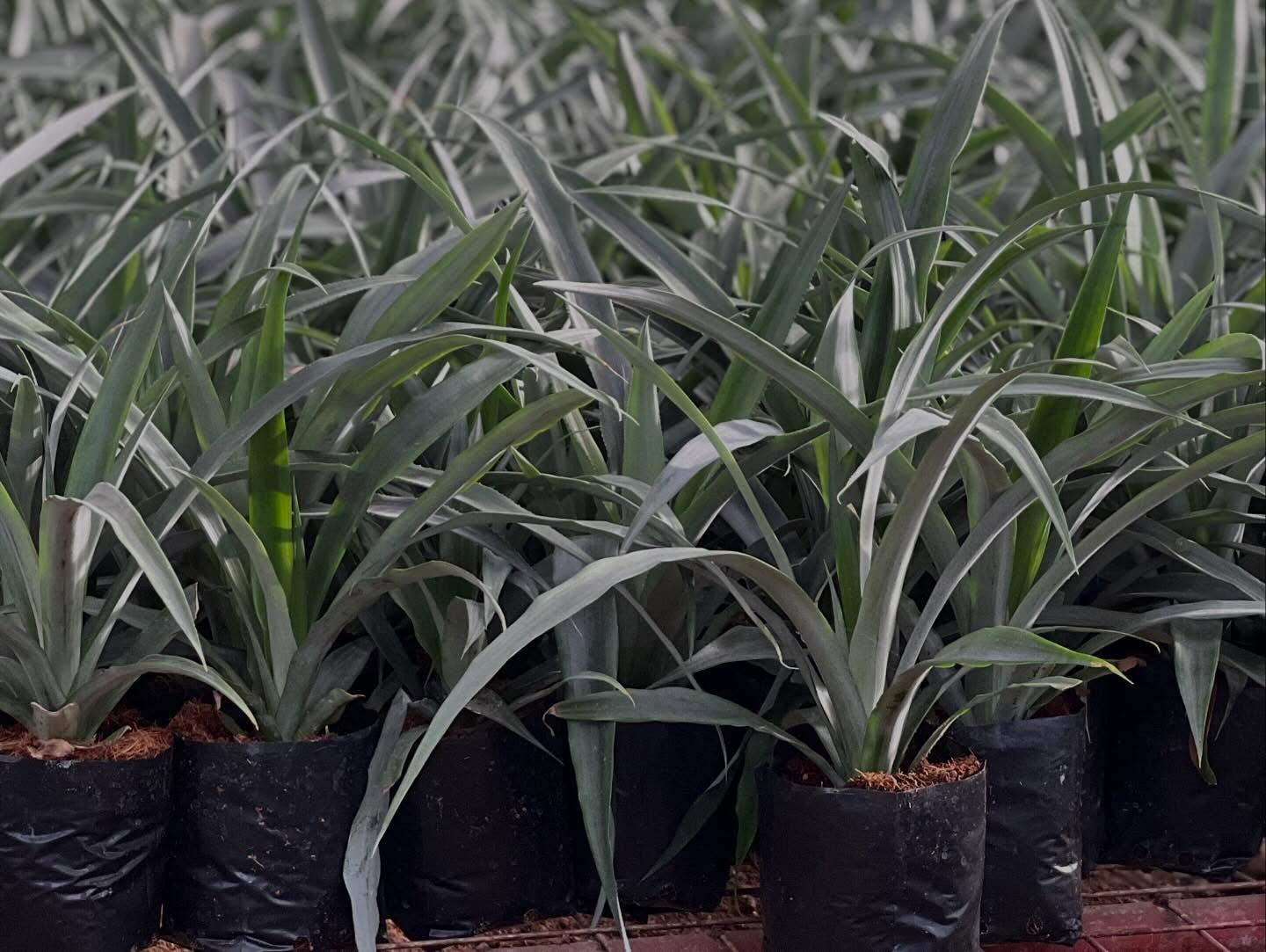 image_2026-04-01_11-16-19