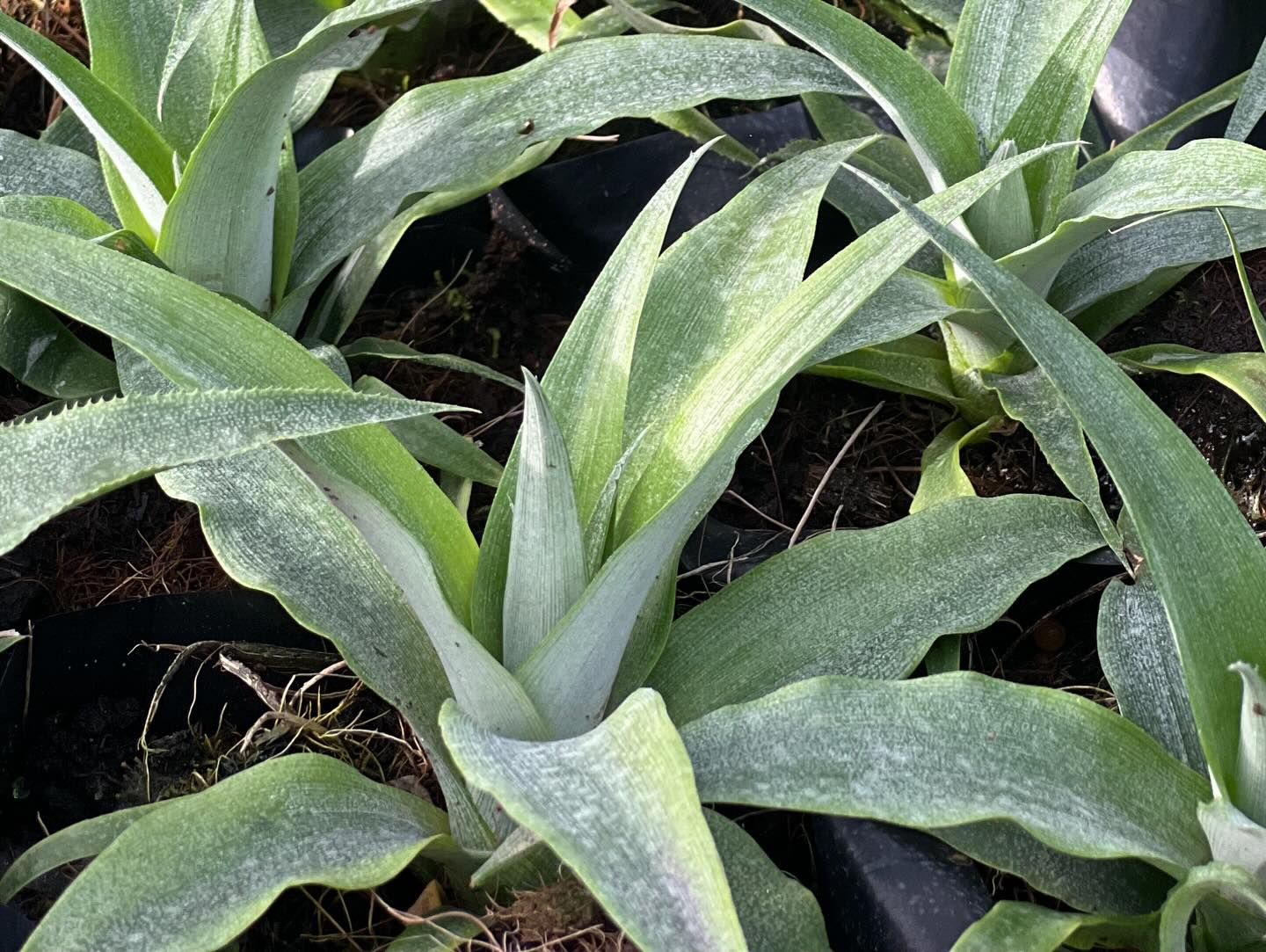 image_2026-04-01_11-16-48