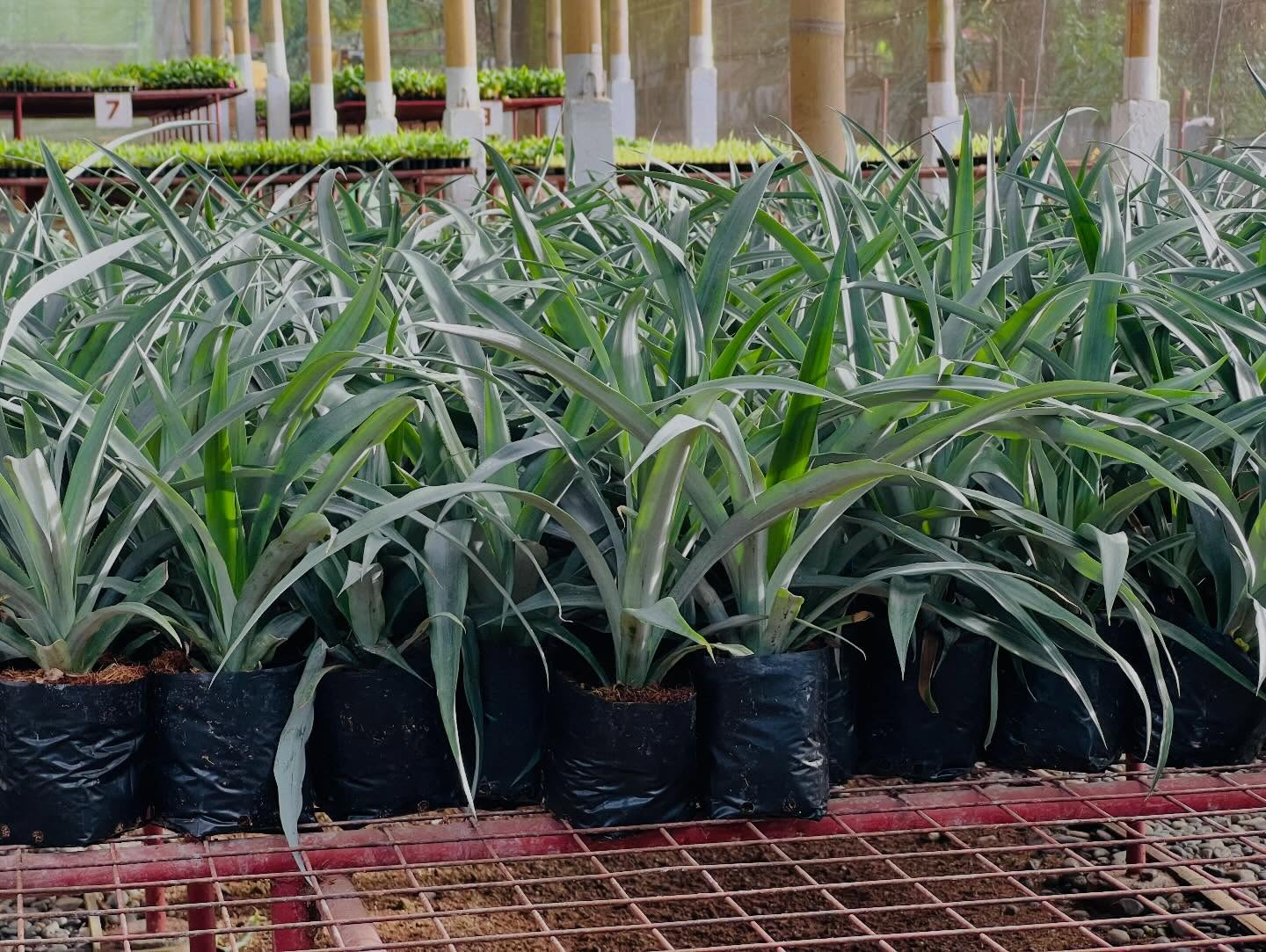 image_2026-04-01_11-17-07