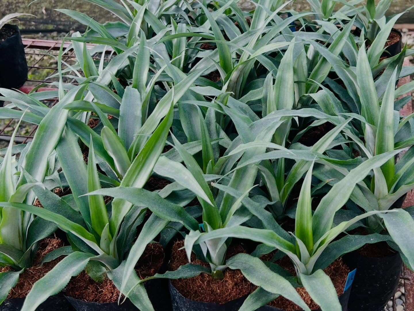 image_2026-04-01_11-17-14