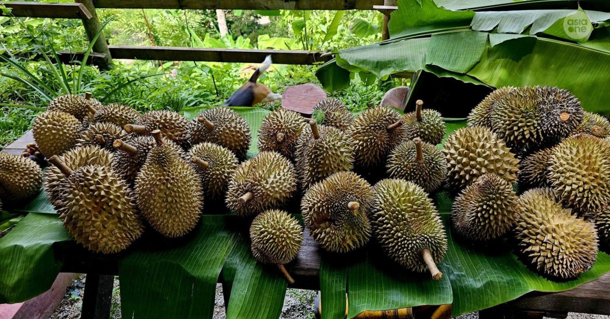 Durian-Season-April-2026-Penang