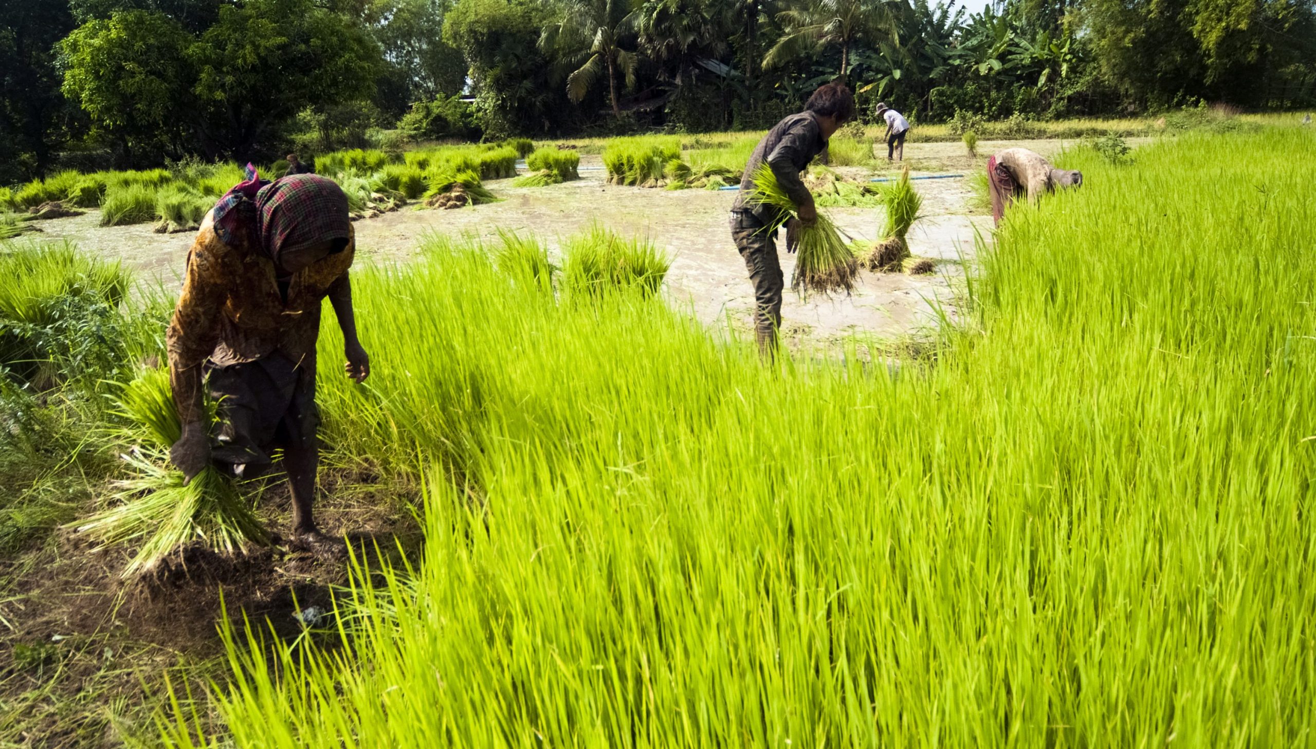 The-traditional-hand-method-of-cultivating-rice-is-practiced-in-Cambodia_shutterstock_112976056-Copy-e1533702776955-scaled
