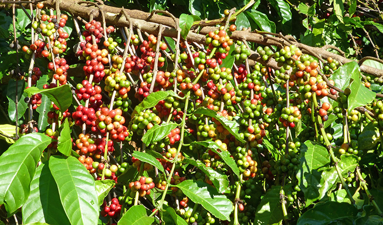 11-Coffee-bean-SUPP-1